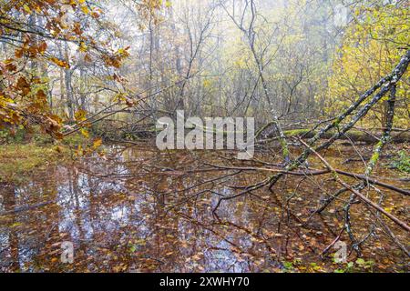 Reflets de l'eau dans un marais avec un arbre tombé un jour d'automne sombre Banque D'Images