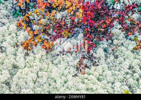 Couleurs d'automne sur les branches de bouleau nain sur cladonia lichens blanc Banque D'Images