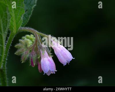 Closeupflo de fleurs de Comfrey russe (Symphytum x uplandicum) dans une prairie au milieu de l'été Banque D'Images