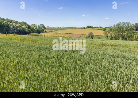 Un paysage agricole dans les Ardennes flamandes, connu pour ses pentes et collines escarpées Banque D'Images
