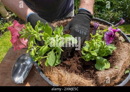 Gros plan de jardinier homme personne plantant des pétunias dans un panier suspendu rempli de compost de rempotage au printemps Angleterre Royaume-Uni GB Grande-Bretagne Banque D'Images