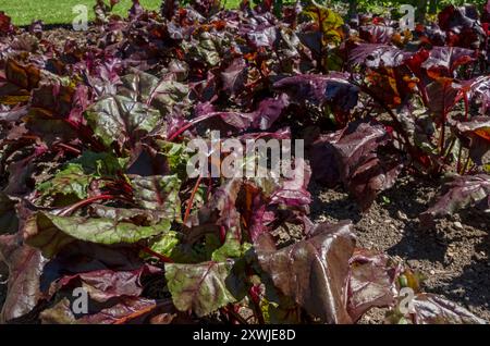 Gros plan des rangées de plants de betteraves 'Bulls Blood' poussant dans le potager en été Angleterre Royaume-Uni GB Grande-Bretagne Banque D'Images