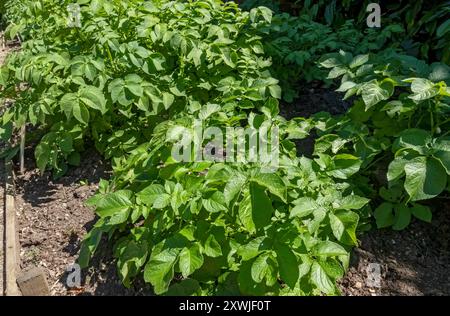 Plantes de pommes de terre terrassées pommes de terre légumes légumes légumes culture dans le jardin en été Angleterre Royaume-Uni GB Grande-Bretagne Banque D'Images