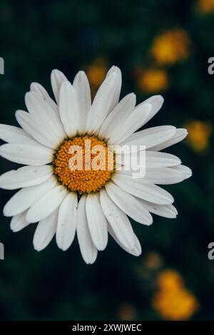 Gros plan d'une Marguerite blanche avec un centre jaune sur un fond vert foncé et flou, capturant la simplicité et la beauté de la nature. Banque D'Images