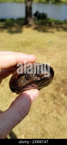 Tortue de boue du Mississippi (Kinosternon subrubrum hippocrepis) Reptilia Banque D'Images