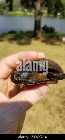 Tortue de boue du Mississippi (Kinosternon subrubrum hippocrepis) Reptilia Banque D'Images