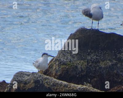 Terne de Cabot (Thalasseus sandvicensis acuflavidus) Aves Banque D'Images