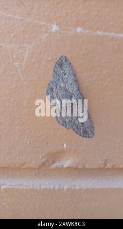 Brindilles Looper (Ectropis excursaria) Insecta Banque D'Images