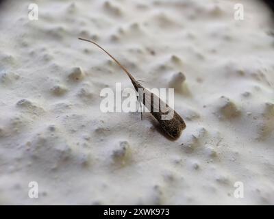 Insectes de papillons de nuit à cornes longues (Lecithoceridae) Banque D'Images