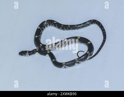 Serpent loup barré (Lycodon striatus) Reptilia Banque D'Images