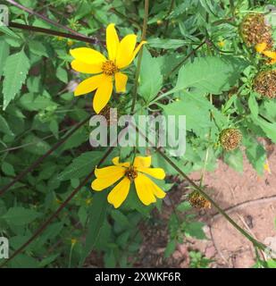 Beggarticks barbus (Bidens aristosa) Plantae Banque D'Images