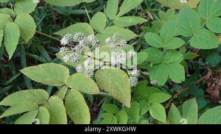 (Aralia cordata) Plantae Banque D'Images