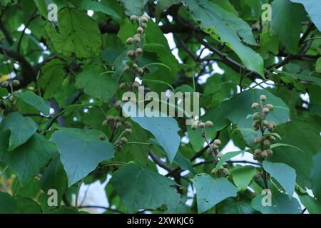 Arbre princesse (Paulownia tomentosa) Plantae Banque D'Images