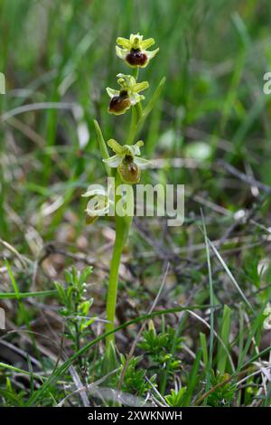 Orchidée araignée précoce (Ophrys sphegodes), Solaure-en-Diois, Auvergne-Rhône-Alpes, France. Banque D'Images