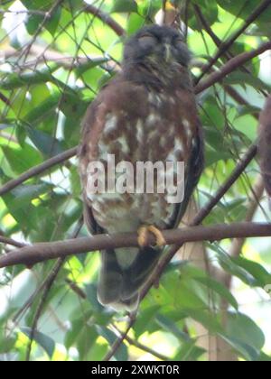 Brun Boobook (Ninox scutulata) Aves Banque D'Images