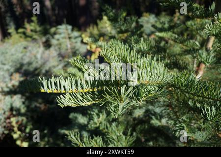 Sapin rouge (Abies magnifica) Plantae Banque D'Images
