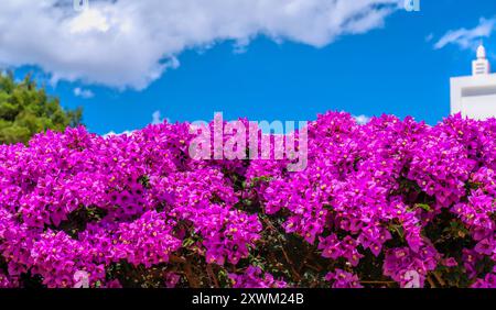 Fleurs de bougainvilliers rose et belle en haie avec ciel bleu et fond de nuage blanc Banque D'Images