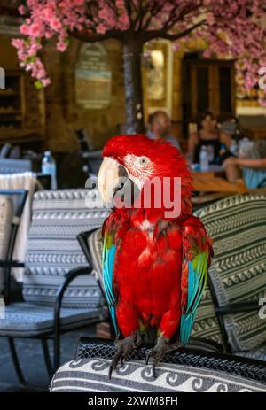 Scarlet Macaw Parrot, Ara macao perché sur une chaise, vieille ville de Rhodes, Grèce Banque D'Images