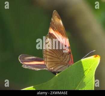 Sœur à bandes roses (Adelpha lycorias) Insecta Banque D'Images