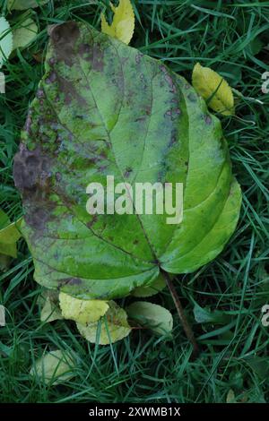 Arbre princesse (Paulownia tomentosa) Plantae Banque D'Images