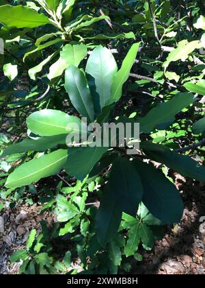 Photinia chinoise (Photinia serratifolia) Plantae Banque D'Images