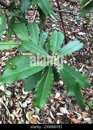 Photinia chinoise (Photinia serratifolia) Plantae Banque D'Images