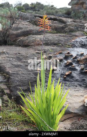 Drapeau africain (Chasmanthe floribunda) Plantae Banque D'Images