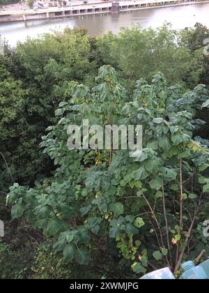 Arbre princesse (Paulownia tomentosa) Plantae Banque D'Images