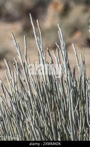 Karas Milkbush (Euphorbia gregaria) Plantae Banque D'Images