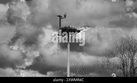 Photo monochrome noir et blanc d'un Osprey perché au-dessus de son nid avec des nuages d'orage dramatiques en arrière-plan Banque D'Images