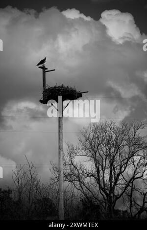 Photo monochrome noir et blanc d'un Osprey perché au-dessus de son nid avec des nuages d'orage dramatiques en arrière-plan Banque D'Images