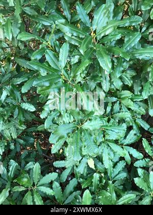 Photinia chinoise (Photinia serratifolia) Plantae Banque D'Images