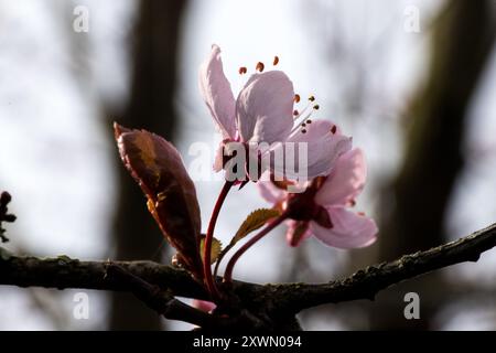 Blutpflaume Prunus cerasifera «Nigra» im Frühling Banque D'Images