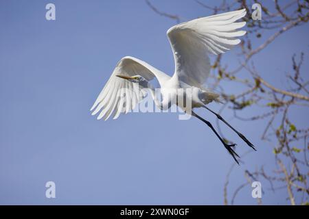 Grande aigrette, grande aigrette blanche, grand héron blanc, ou aigrette commune volant. Banque D'Images