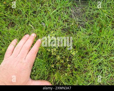 Ruée naine (Juncus capitatus) Plantae Banque D'Images