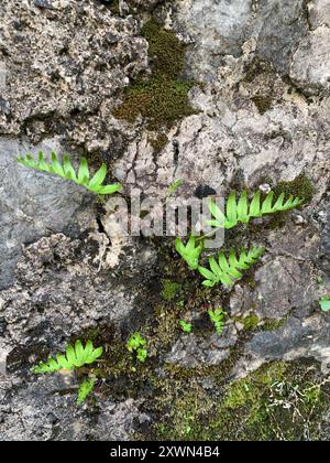 Polypodie australe (Polypodium cambricum) Plantae Banque D'Images