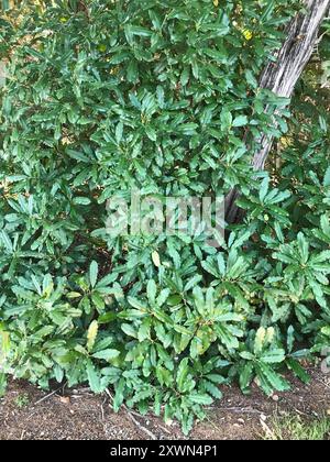 Photinia chinoise (Photinia serratifolia) Plantae Banque D'Images