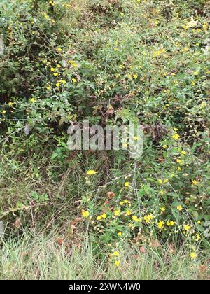 Camphorweed (Heterotheca subaxillaris) Plantae Banque D'Images