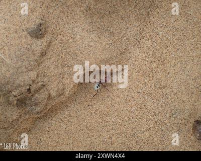 Namib Desert Dune Ante (Camponotus detritus) Insecta Banque D'Images