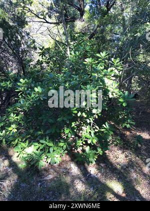 Photinia chinoise (Photinia serratifolia) Plantae Banque D'Images