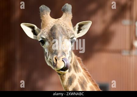 Drôle d'image d'une jeune girafe avec sa langue dans son nez. Banque D'Images