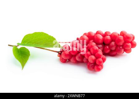 Schisandra chinensis plante médicinale avec feuille isolée sur blanc Banque D'Images