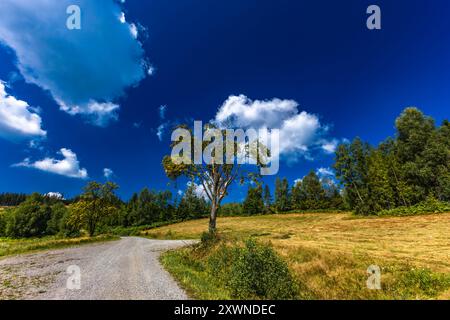 Pistes cyclables dans les Beskids, paysage de montagne, grands arbres, montées de montagne raides Banque D'Images