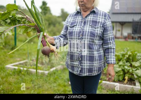 Fermier seninor femelle récoltant des oignons et des betteraves dans le jardin de l'arrière-cour. Mise au point sélective. Fermier tient une tresse d'oignon mûr. Banque D'Images