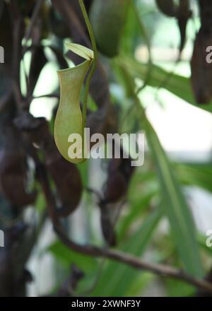 Plante de pichet à feuilles modifiées connue sous le nom de pièges à pièges, dans le jardin botanique de Rio de Janeiro Banque D'Images