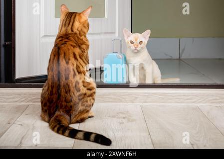 Un chat adulte et un petit chaton avec une valise dans la porte. L'apparition d'un nouveau chat dans la maison. Banque D'Images