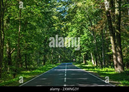 Route locale 439 dans la forêt de hêtres à l'ouest du village de Niezgoda, parc paysager de la vallée de Barycz, zone protégée, voïvodie de basse-Silésie, Pologne Banque D'Images