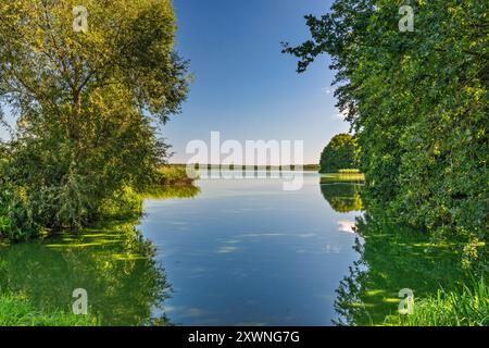 Stary Staw (Old Pond), zones humides dans la réserve naturelle Milicz Ponds, parc paysager de la vallée de Barycz, près de la ville de Żmigród, basse-Silésie, Pologne Banque D'Images
