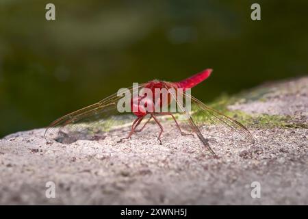 Libellule écarlate (Crocothemis erythraea) mâle assis sur le mur de pierre d'un étang Banque D'Images