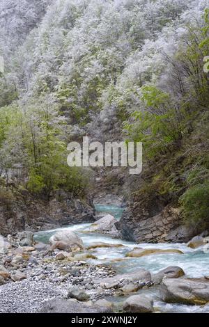 Rivière Tanaro dans les Alpes liguriennes, région du Piémont, Province de Cuneo, Italie Banque D'Images